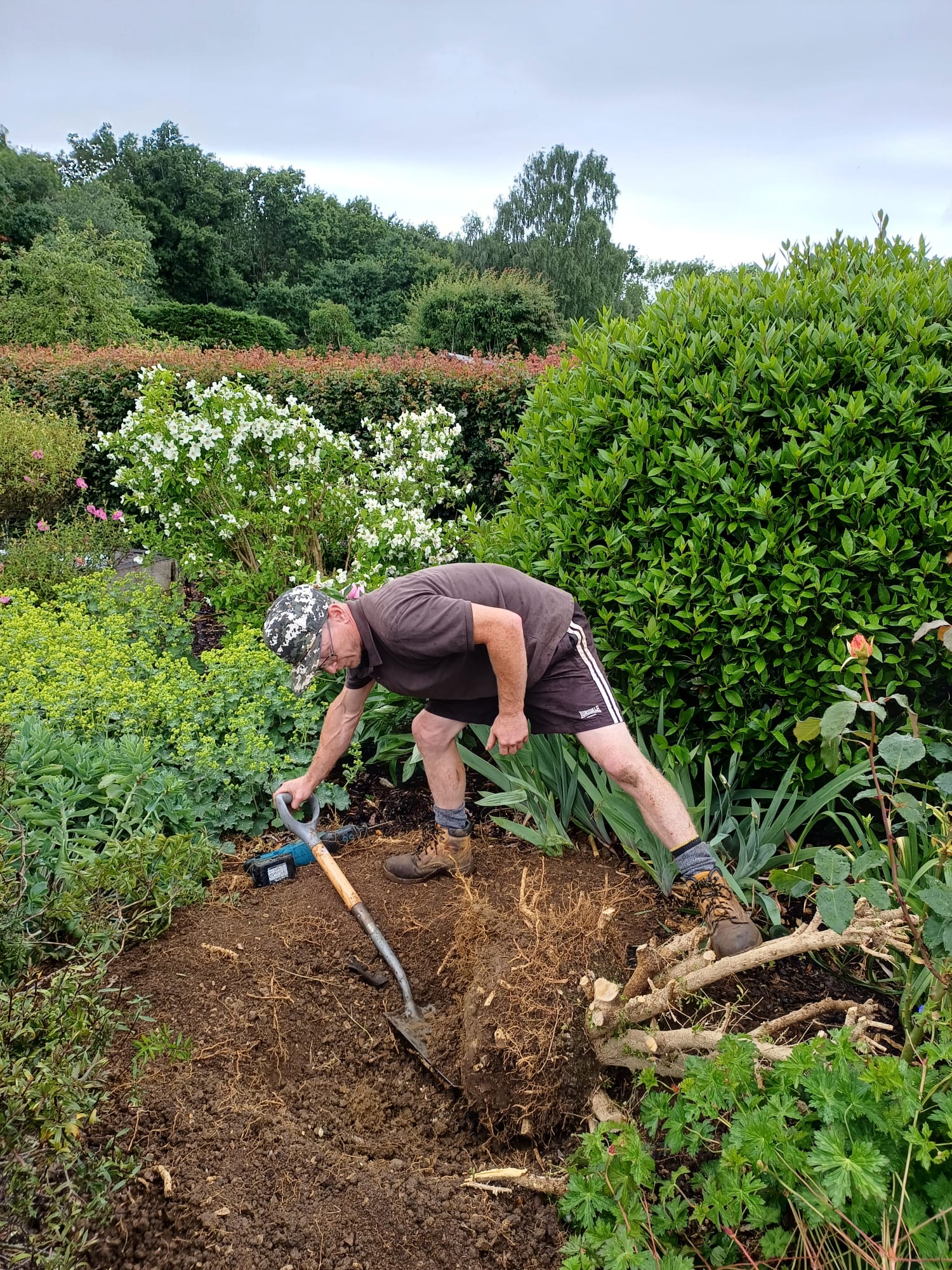 Ben removing shrubs in Helpston garden